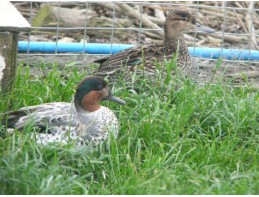 Silver Green Winged Teal