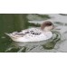 Silver Green Winged Teal