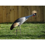 Grey Crowned Cranes