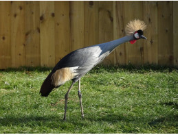 Grey Crowned Cranes