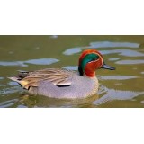 European Green Winged Teal