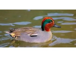 European Green Winged Teal