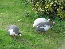 Guinea Fowl