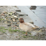 Apricot Green Winged Teal