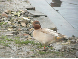 Apricot Green Winged Teal