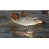 Blue Green Winged Teal