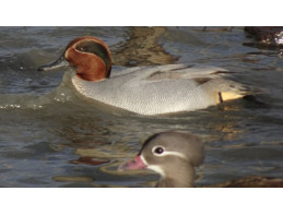 Blue Green Winged Teal