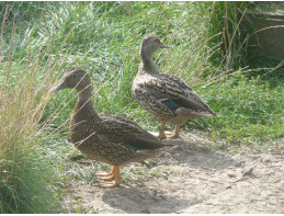 Hawaiian Duck