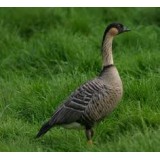 Hawaiian (NeNe) Geese