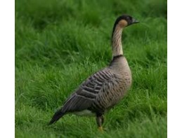 Hawaiian (NeNe) Geese