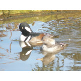 Blonde Hooded Mergansers