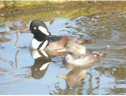 Blonde Hooded Mergansers