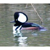 Hooded Mergansers