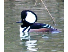 Hooded Mergansers