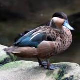 Hottentot Teal