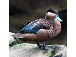 Hottentot Teal