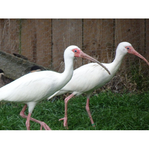 Ibis Sale