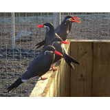 Inca Terns