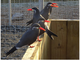 Inca Terns