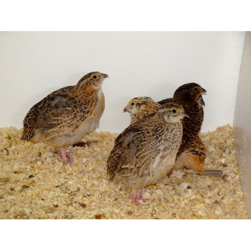 Japanese Quail