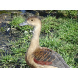 Javan Whistling Ducks