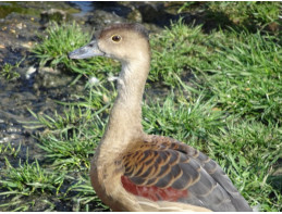 Javan Whistling Ducks