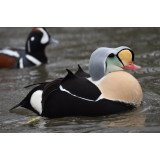 King Eider