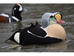 King Eider