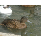 Laysan Teal