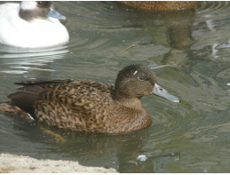 Laysan Teal