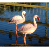 Lesser Flamingo