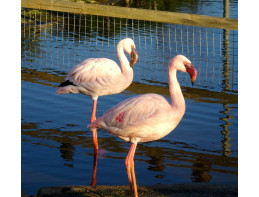 Lesser Flamingo