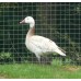 Blonde Blue Phase Lesser Snow Geese