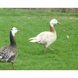 Blonde Blue Phase Lesser Snow Geese