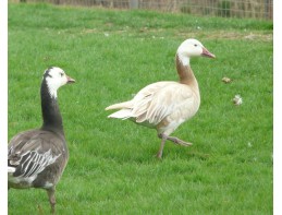 Blonde Blue Phase Lesser Snow Geese