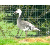 Blue Phase Lesser Snow Geese