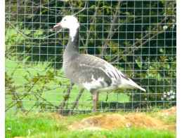 Blue Phase Lesser Snow Geese