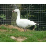 Lesser Snow Geese