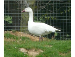 Lesser Snow Geese