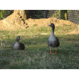 Lesser White Fronted Geese