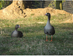 Lesser White Fronted Geese