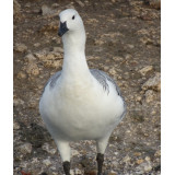 Greater Magellan Geese