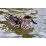 Marbled Teal