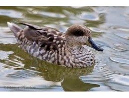 Marbled Teal