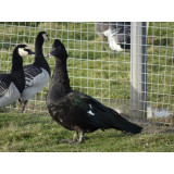 Wild Muscovy