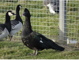 Wild Muscovy