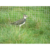 Northern Lapwing