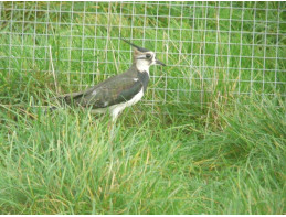 Northern Lapwing