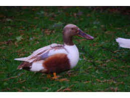 Orange Northern Shovelers