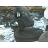 New Zealand Scaup